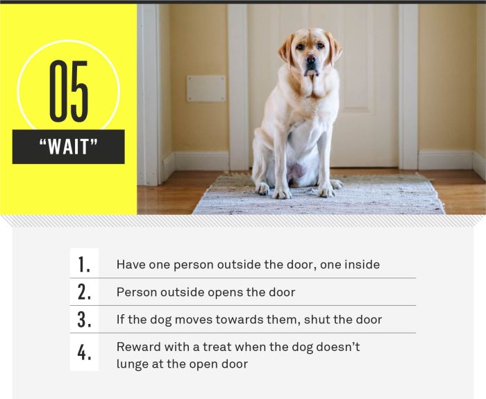 Dog training commands basic pets teach june Dog training commands basic pets teach june