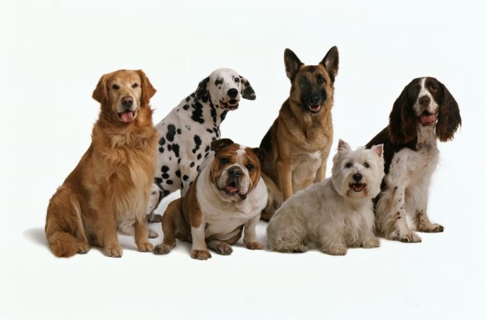 How to Choose the Right Dog Breed: 10 Factors to Consider