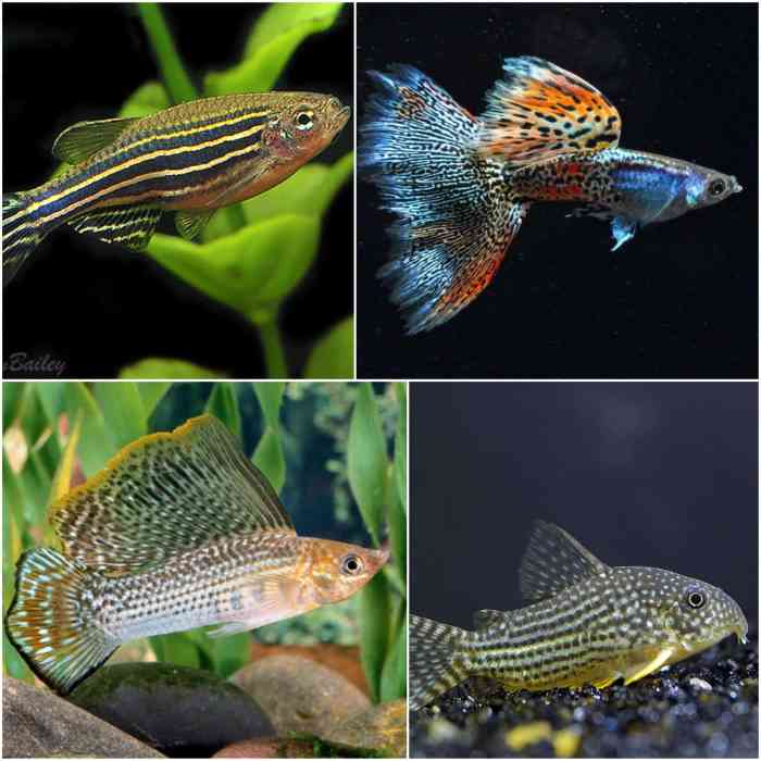 How to Breed Fish: 5 Steps to Successful Fish Breeding