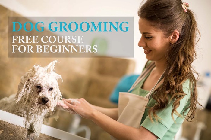 Grooming dogs topdogtips beginner