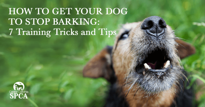 Barking dog stop get tricks training tips bark Barking dog stop get tricks training tips bark