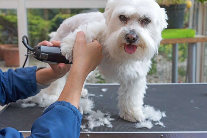 Dog grooming groom clippers mobile hair use white short tips pet steps convenient benefits findabusinessthat now we
