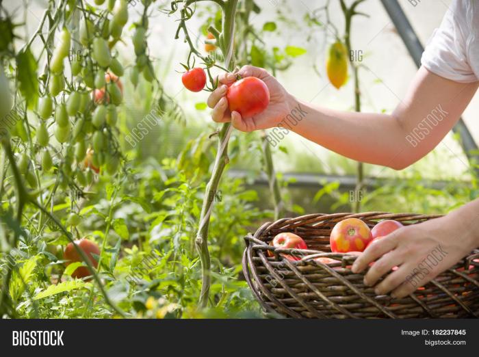 How to Harvest Your Vegetables: 10 Tips for Harvesting at the Right Time