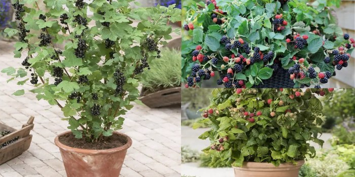 Blackberry blackberries grow plants bush fruit plant growing thespruce care shrub blooming trees perennials garden raspberry article Blackberry blackberries grow plants bush fruit plant growing thespruce care shrub blooming trees perennials garden raspberry article