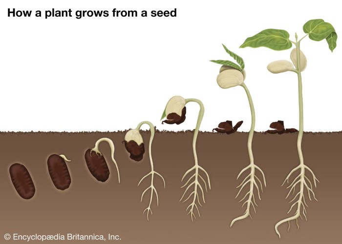 How to Start a Seedling: 5 Steps to Successful Seed Germination