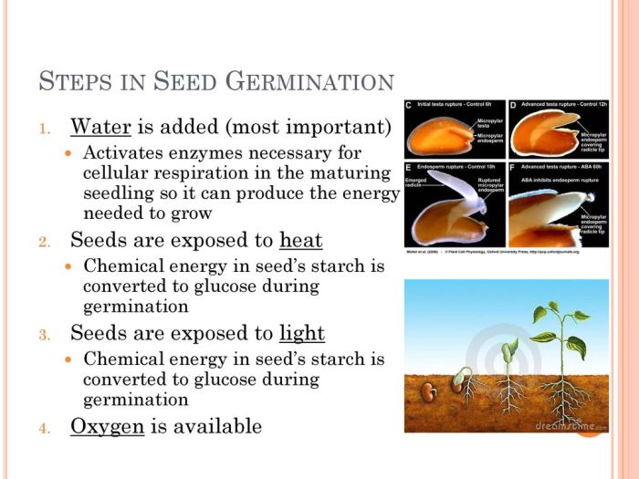 Seed grow growing indoors starts megan emberton