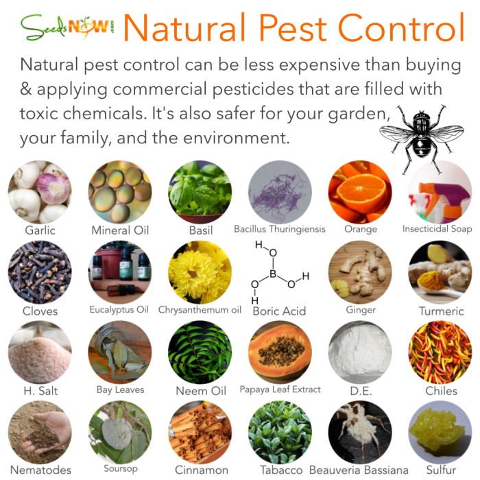 Pest control natural organic methods plants pests garden seedsnow read article full finished keep urbanorganicgardener away Pest control natural organic methods plants pests garden seedsnow read article full finished keep urbanorganicgardener away