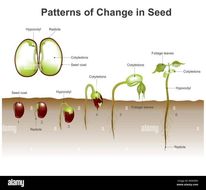 Seeds germinate seed seedling beginners germinated