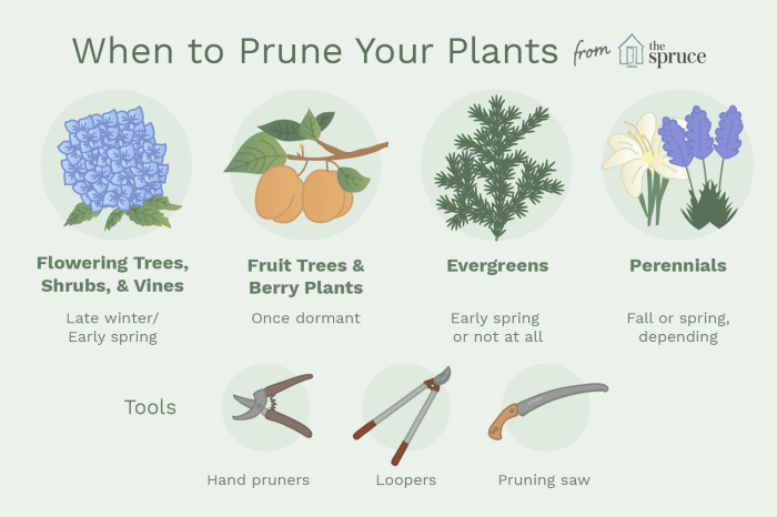 Prune flowering pruning shrubs spruce evergreen thespruce Prune flowering pruning shrubs spruce evergreen thespruce
