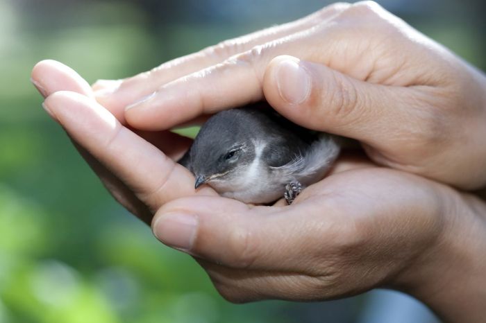 Dove injured baby audubon birds mourning helping rehabilitation center rockies naturalist Dove injured baby audubon birds mourning helping rehabilitation center rockies naturalist