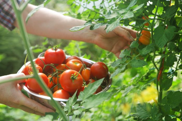 Tomatoes growing tips tomato theprairiehomestead gardening article plants homestead planting Tomatoes growing tips tomato theprairiehomestead gardening article plants homestead planting