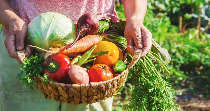Harvest vegetables vegetable garden farm organic search veggie fresh Harvest vegetables vegetable garden farm organic search veggie fresh